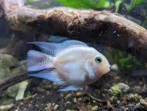 White polar parrot Fish pair 3 months old total 106 PCS
