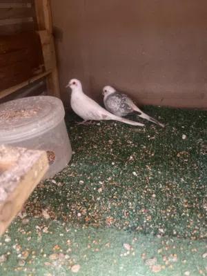 حمام ماسي مشجر