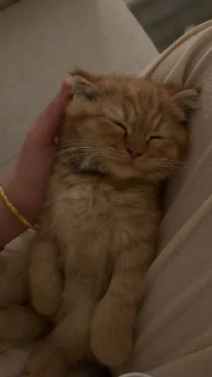 Male Scottish fold for sale