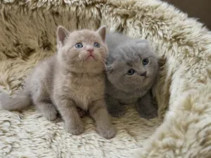 Scottish fold and British short hair