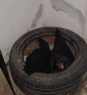 دجاج باكستاني راقد