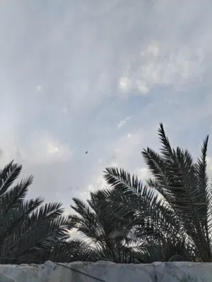 بيت في ابو الخصيب منطقة العوجة المساحةالكلي1000م/ 725م طابو +الوقف 275م يحتوي على بيتين البيت الكبير