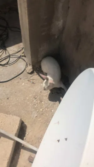 ارانب فرنسية عدد 3