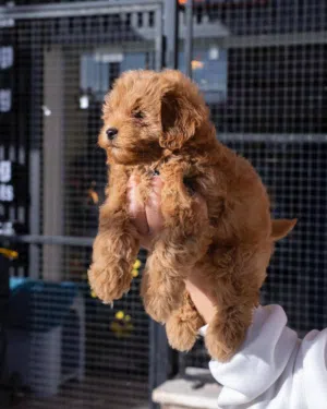 توي بودل.......سوبر ميني