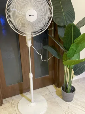 مروحة الجمل الماليزية الأصلية