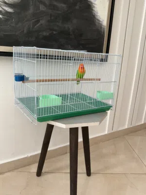 Fischer lovebird for sale