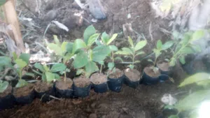 بيذام للبيع