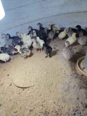 للبيع صيصان رومي العمر اسبوع ونص مطلوب في الحبه ريالين موقعي صحار