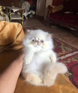 بنوتة هملايا بريشن اورنج