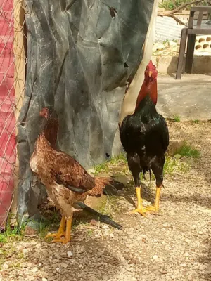 جاج باكستاني ديك وجاجة للبيع او للبدل بالصلاة على النبي التفاصيل ...