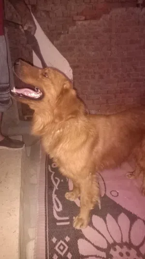 كلب جولدن عمره سنه