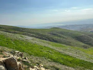 Used Ford Other in Amman