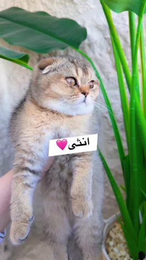 انثى جولدنny24
