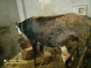 عجول الاضحيه تربيه بيتى