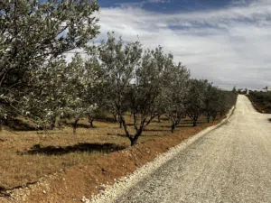 Farm Land for Sale in Amman Al Jizah