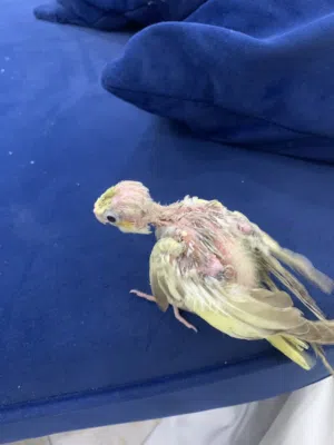 فرخ كوكتيل للبيع عمره شهر و نص تقريبن