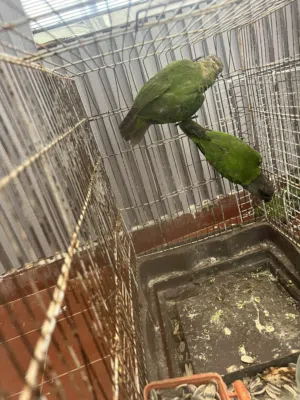 ببغاء سنغالي