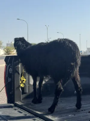 كبش هجين عماني نجدي للبيع