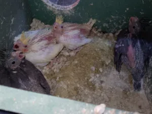 7فراخ كوكتيل زق يدوي عمر من اسبوعين ل25 يوم حبشي وايزابيل الموقع الزرقاء السخنة السعر الحبة ب10للكوم