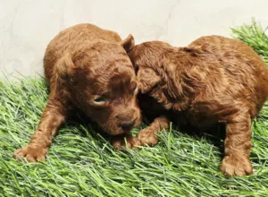 Pomernian,shitzu,mini toy poodle,multipoo