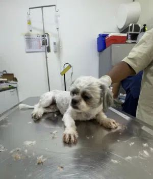 Maltese Shih-Tzu- 8 months old