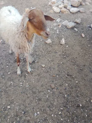 خروف عساف الفلسطيني