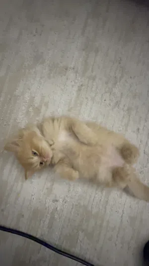 قط ذكر العمر شهرين male sherazy cat