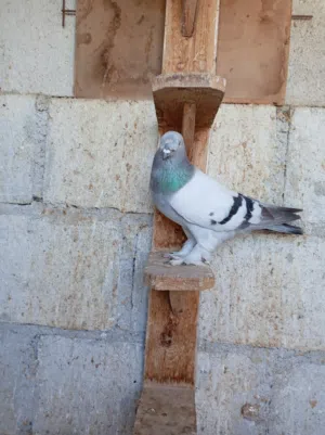 مكاوي ازرق نااار