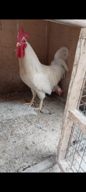 ديج عرب أبيض