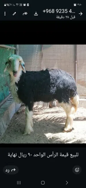 حملة نجدية العمر 7 شهور