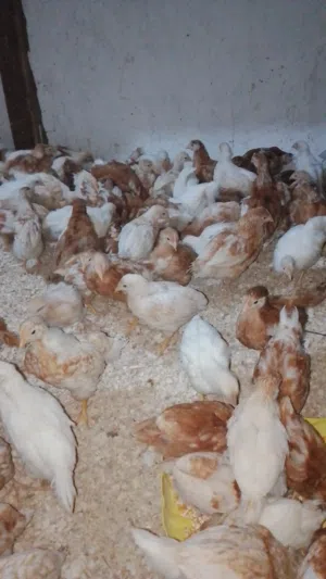 لوهمان براون العمر 40 يوم