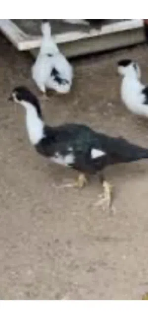 بط للبيع انتاج منزلي