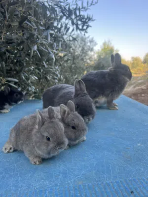 ارانب قزم هولندي Dutch dwarf