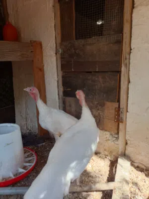 جوز عمر ثلث شهور ونص