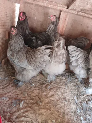 كوبيه برهما رصاصي 3 دجاج و 2 ديك تبارك الرحمن