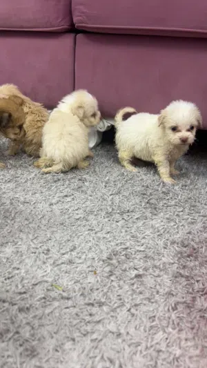 كلاب Maltese فرنسي