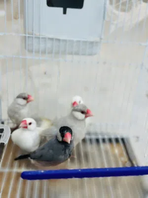 5طروف زيبرا بودا ألوان وحجم الله يبارك