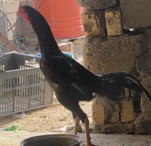 علي 