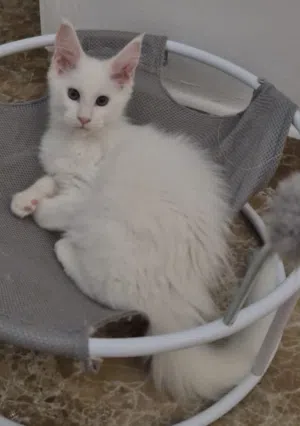 pure main coon kitten ماين كون اصلي