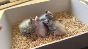 فراخ كوكتيل سوبر جامبو – صحة ونظافة مميزة