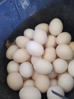 بيض محلي مخصب
