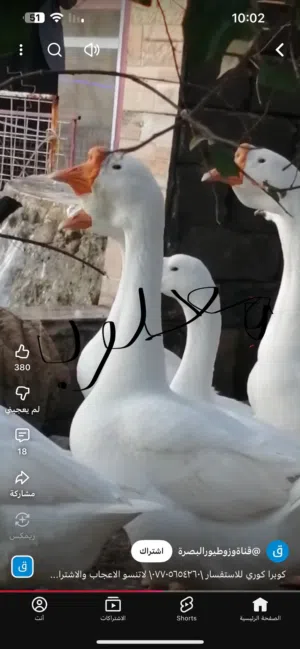 مطلوب بطوط كوبره ابيضّ