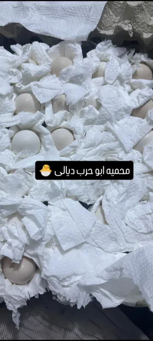 دجاج كويتي من ارقى المستويات والرس الاصلي