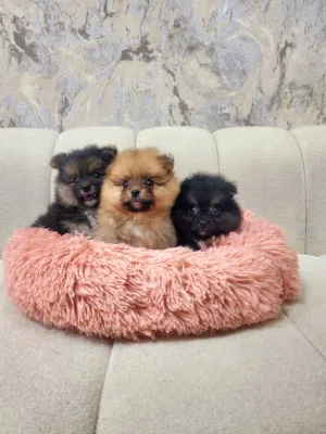 50 Days, Pomeranian puppies