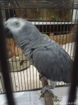 ببغاء African Grey Parrot