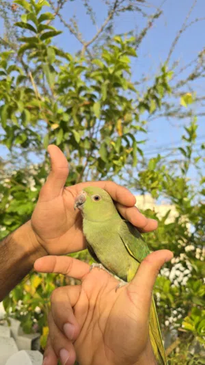ببغاء متوه صغيرة أليف جدا