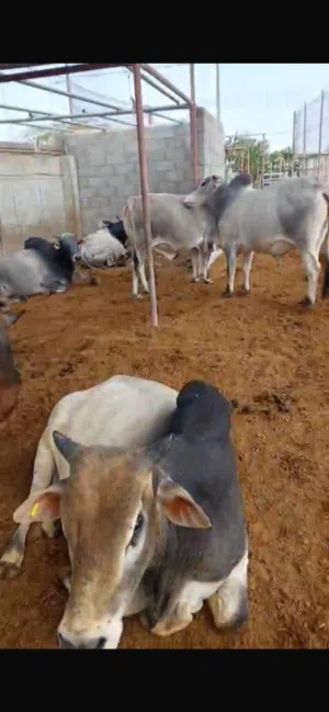 ثيران اثيوبية للبيع