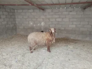 كبش عماني مقرن فول فول سمنه الحجم ضخم تبارك الرحمان حلال طيب وراهي وحجم راهي وللعلم يوجد نقل لجميع