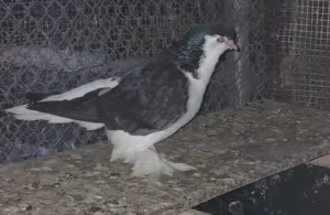 زوج شيرازي ملكي سوبر جامبو