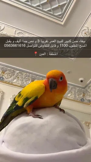 صن كنيور / Sun conure
